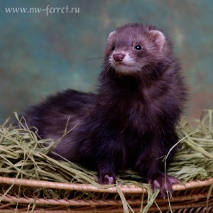 Legacy of Ferrets Aurora Solaire
