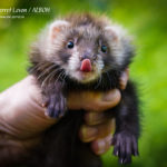 Nord-West Ferret Левон