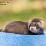 Nord-West Ferret Иж