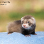 Nord-West Ferret Иж